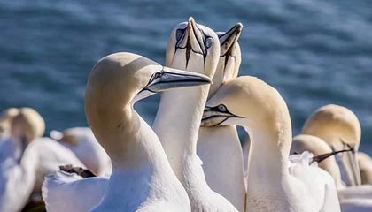 半岛体育官方网站：开启你的专属体育新纪元