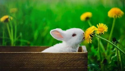 半岛体育官方网站：开启你的专属体育新纪元